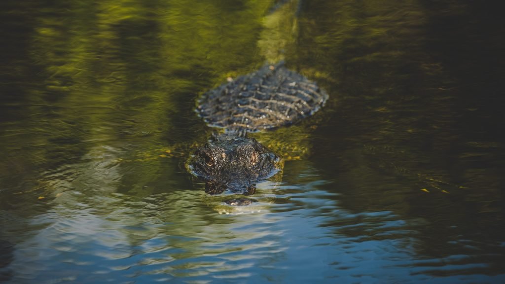 alligator 1